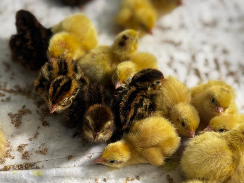 СОЦИАЛЬНЫЙ КОНТРАКТ ПОМОГ СЕМЬЕ ИЗ КУРГАНСКОЙ ОБЛАСТИ РАЗВИТЬ ХОЗЯЙСТВО ПО РАЗВЕДЕНИЮ ПЕРЕПЕЛОВ